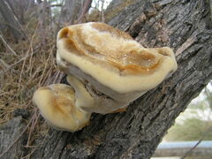 Inocutis tamaricis