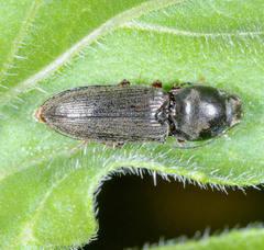Cardiophorinae