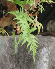 Davallia denticulata