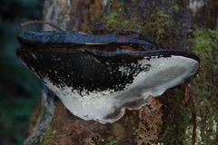 Fomitopsis mounceae