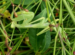 Hierodula patellifera