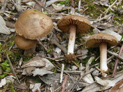 Inocybe rufuloides