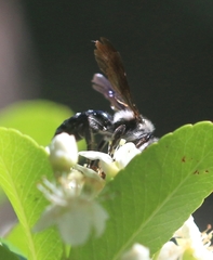 Andrena agilissima