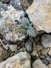 Scutellaria orientalis