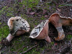 Lactarius semisanguifluus