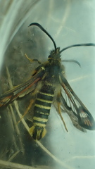 Bembecia ichneumoniformis