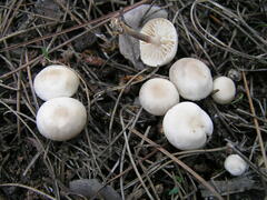 Marasmius wynneae