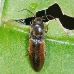 Dalopius marginatus