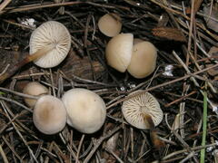 Marasmius wynneae