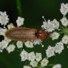 Denticollis linearis