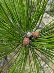 Pinus brutia pityusa
