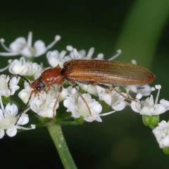 Denticollis linearis