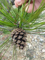 Pinus brutia pityusa