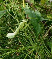 Hierodula patellifera