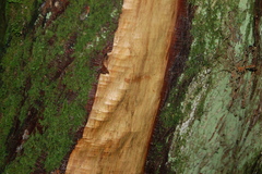 Pseudotsuga menziesii