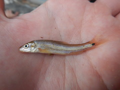 Phenacobius mirabilis
