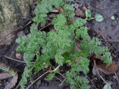 Anthriscus sylvestris