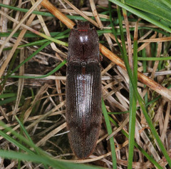 Stenagostus rhombeus