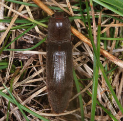 Stenagostus rhombeus