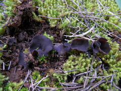 Galactinia saniosa