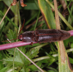 Stenagostus rhombeus