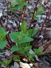 Hypericum androsaemum