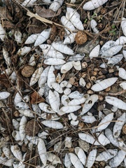 Brephulopsis