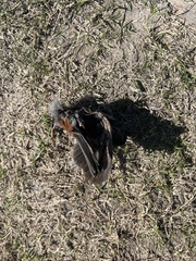 Dumetella carolinensis