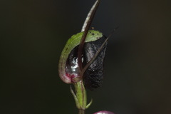 Corybas trilobus