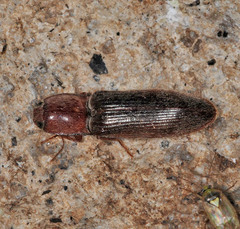 Stenagostus rhombeus