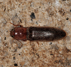 Stenagostus rhombeus