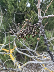 Pistacia atlantica mutica