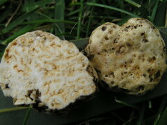 Reddellomyces westraliensis