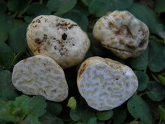 Reddellomyces westraliensis