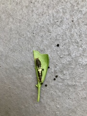 Papilio demoleus malayanus