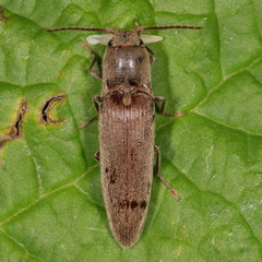 Synaptus filiformis