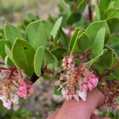 Arctostaphylos montereyensis