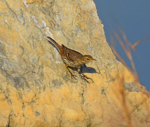 Bisbita alpino (Anthus spinoletta)