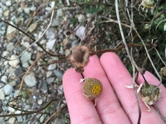 Matricaria discoidea