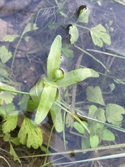 Veronica anagallis-aquatica