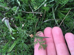 Matricaria discoidea