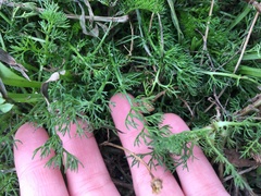 Matricaria discoidea