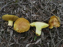 Suillus mediterraneensis