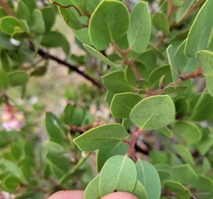 Arctostaphylos montereyensis