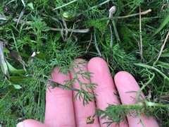 Matricaria discoidea