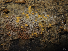 Perichaena corticalis