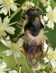 Cheilosia illustrata
