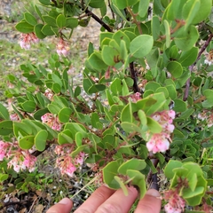 Arctostaphylos montereyensis