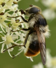 Cheilosia illustrata
