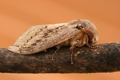 Pachypasa otus